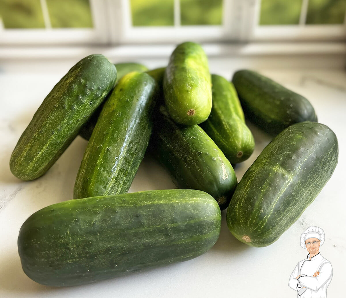 Fresh kirby cucumbers from the garden to be pickled